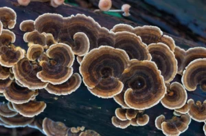 Benefits of Turkey Tail Mushrooms