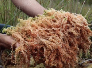 benefits of Irish Sea Moss